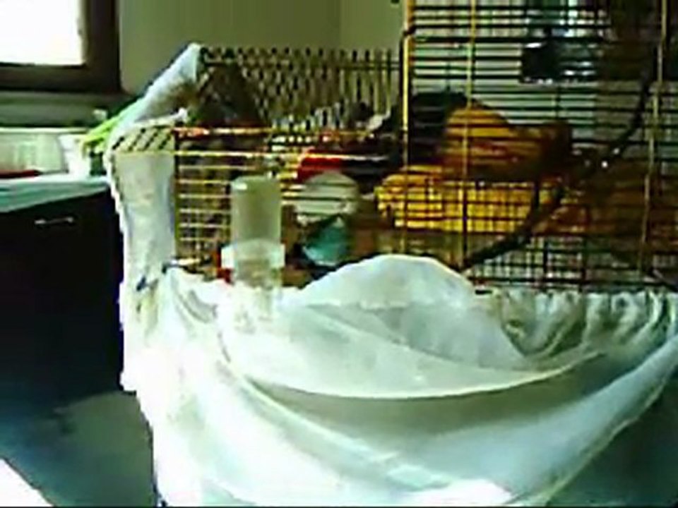 Muhabbet Kuşu Çiftleşme