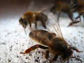 ayağı sakat ana arı