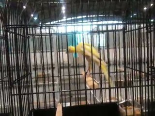 TKKKF izmir flora 2011 DÜZ SARI 1.si