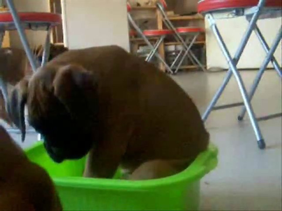 Les pirates des Steppes Perdues à 65 jours, 2011-10-02. (CHEYENNE de SAINT QUINIS X UCELLO du DOLON / Portée des "G" 2011)