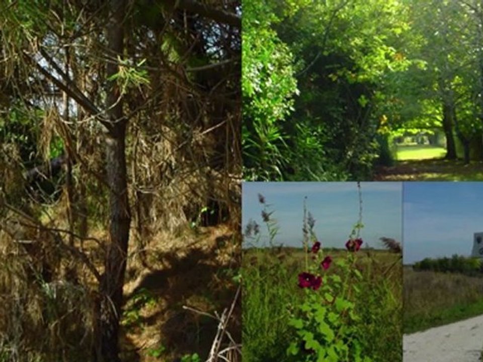 une île ou le remède