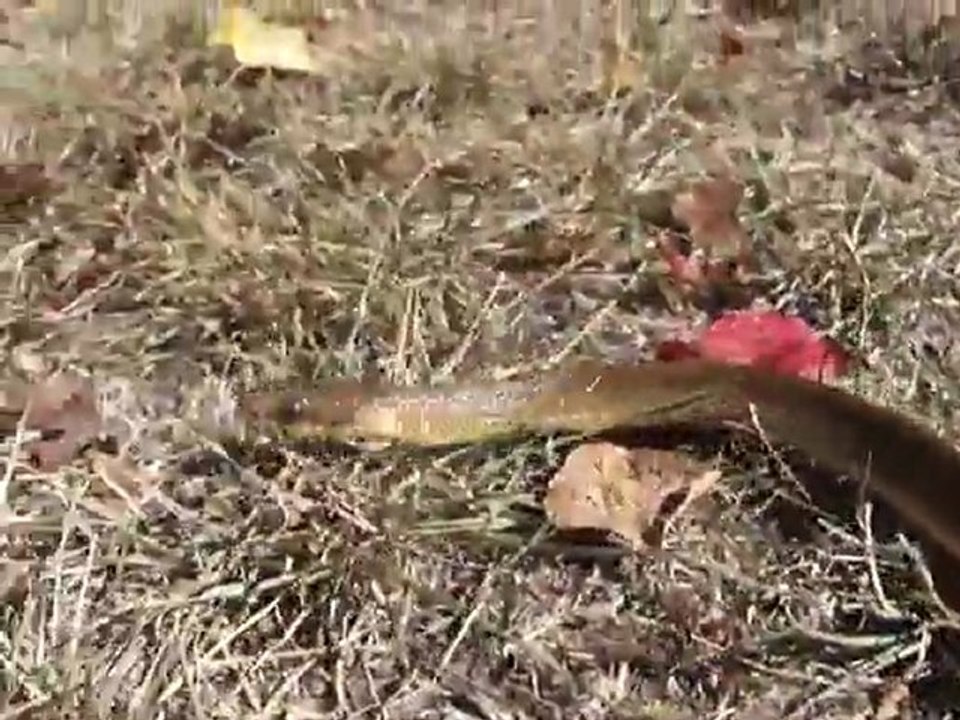 Couleuvre d'esculape