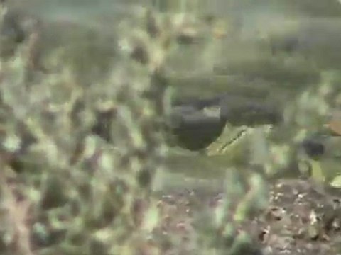 Taranto dal mare o d'amare oggi più limpido che mai