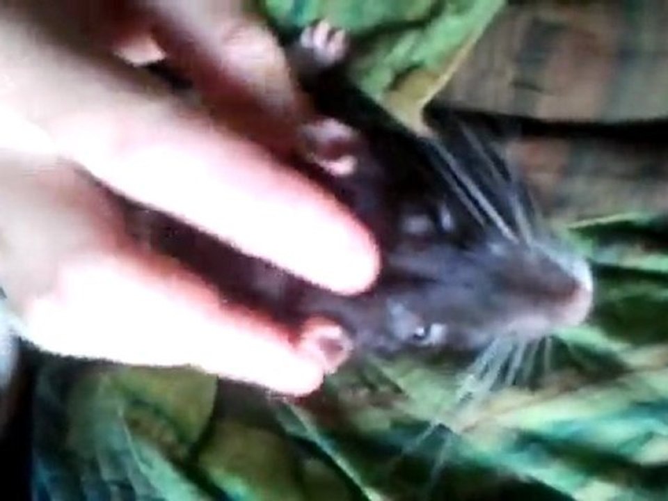 gros cochon VS grat-grat