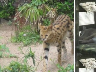 Les Félins Du Zoo D'Amnéville