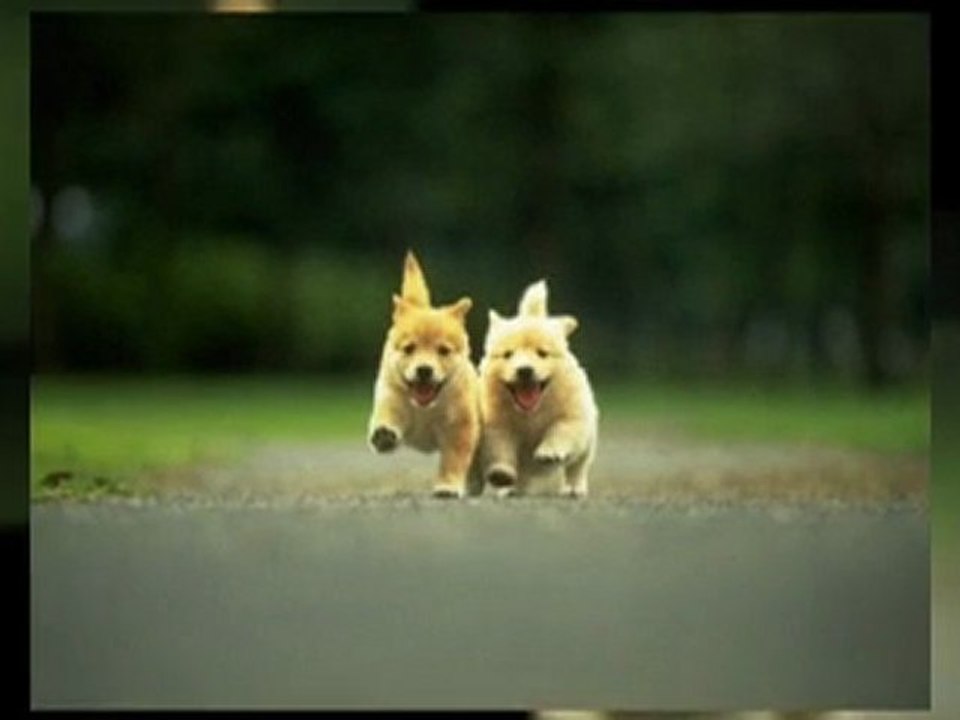 Safe and Secure Puppy Playtime