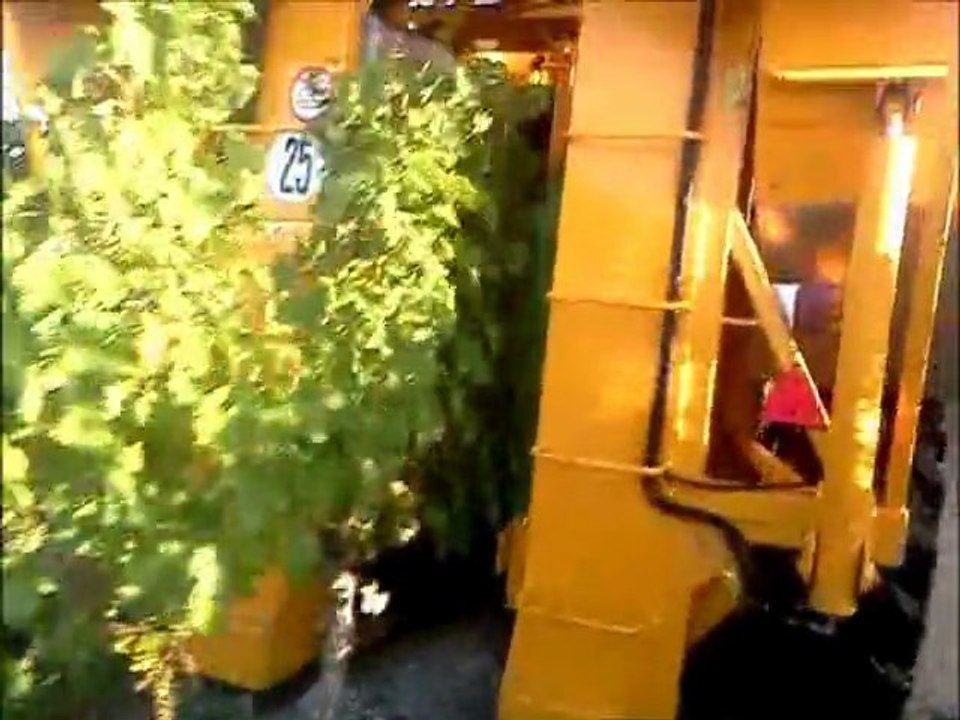 Vendange à Bourgueil le 28 sept 2011 par une Machine  Grégoire G55H EARL Delanoue et Fils