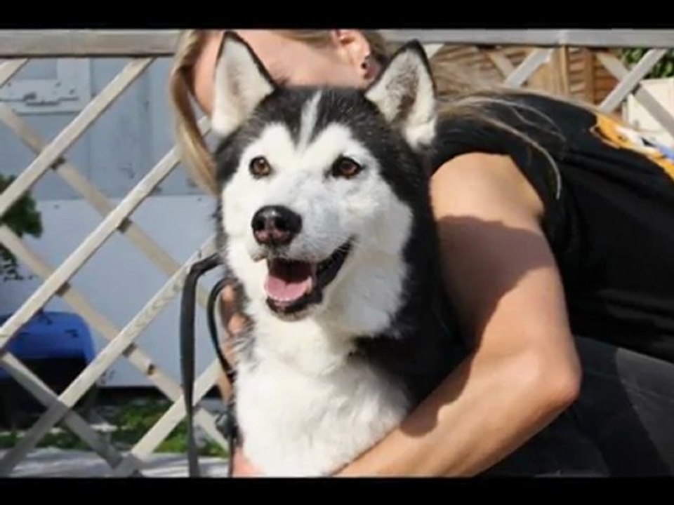 husky1
