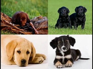 Como Entrenar A Un Cachorro