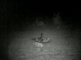 tilki ve köpek yavrusu