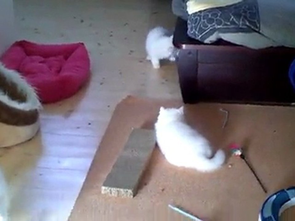 CHRYSTALBEAR CATTERY/CHATTERIE DE L ANTRE DE CHRYSTAL