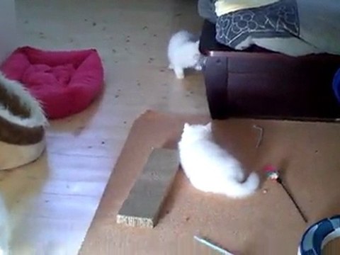 CHRYSTALBEAR CATTERY/CHATTERIE DE L ANTRE DE CHRYSTAL