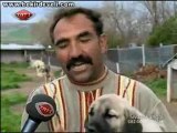 Bekir Develi - Gez Göz Arpacık - Sivas / Kangal Köpekleri