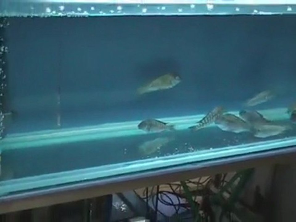 F0 Petrochromis Blue Kazumbe  Kabogo       www.deepseapetcenter.com