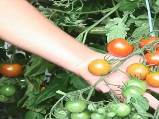 Apprentis jardiniers au château du Grand Jardin de Joinville