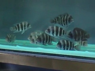 F0  Frontosa Blue Kipili   www.deepseapetcenter.com