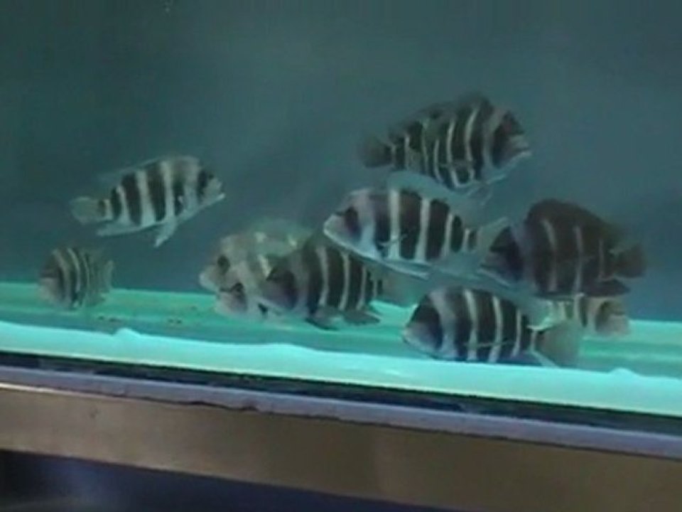 F0  Frontosa Blue Kipili   www.deepseapetcenter.com