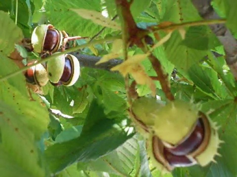 Castañas pilongas
