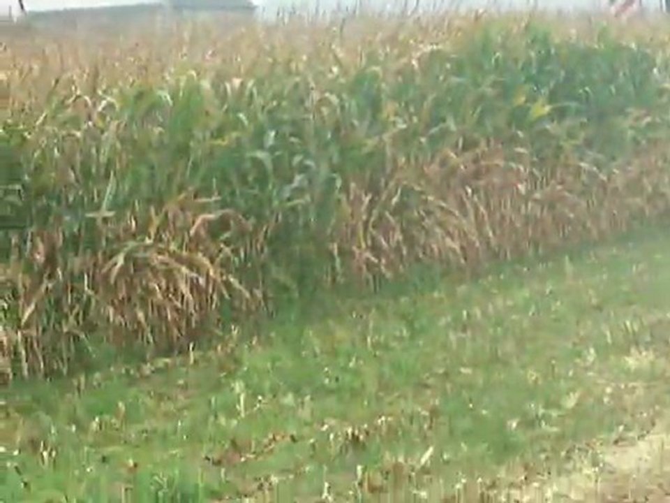 Ensilage 2011