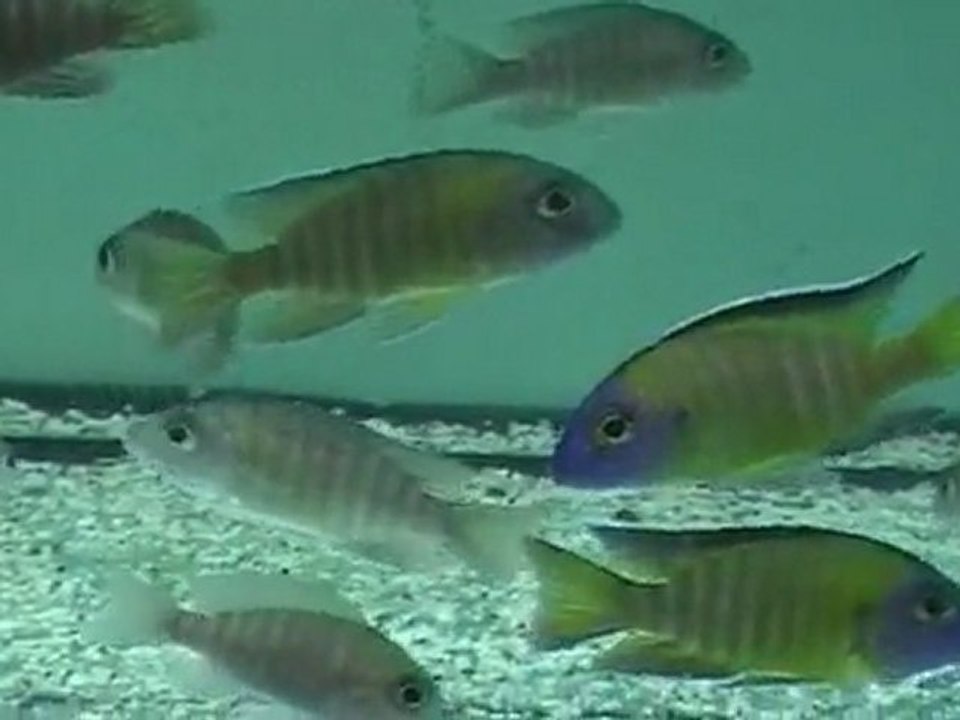 F0 Aulonocara Usisya   www.deepseapetcenter.com