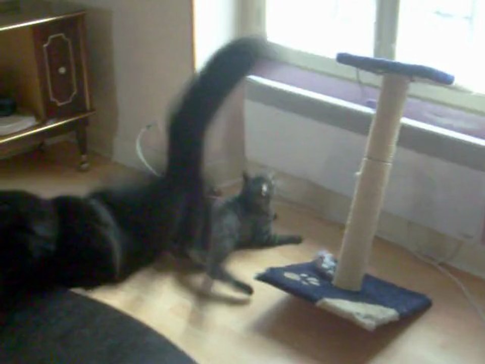 mon drole de chat