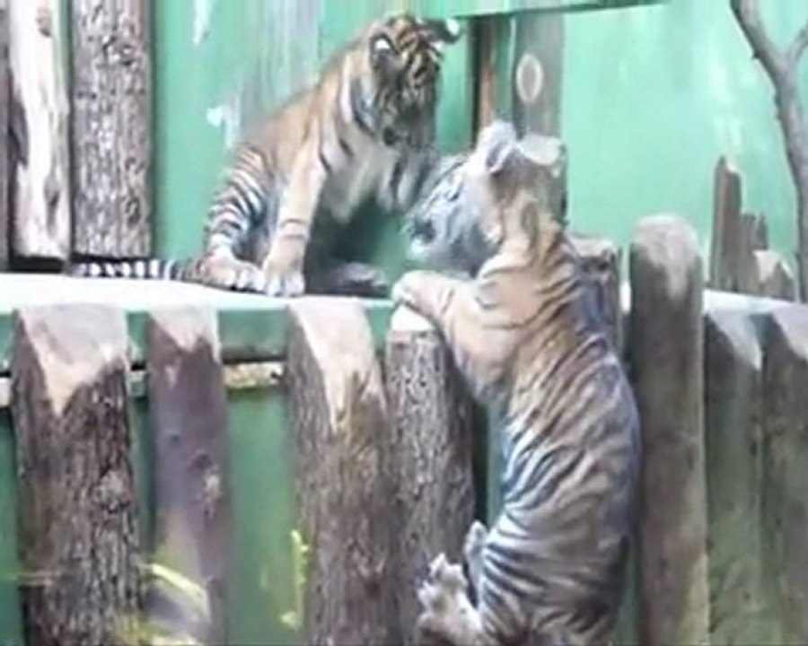 zoo prague