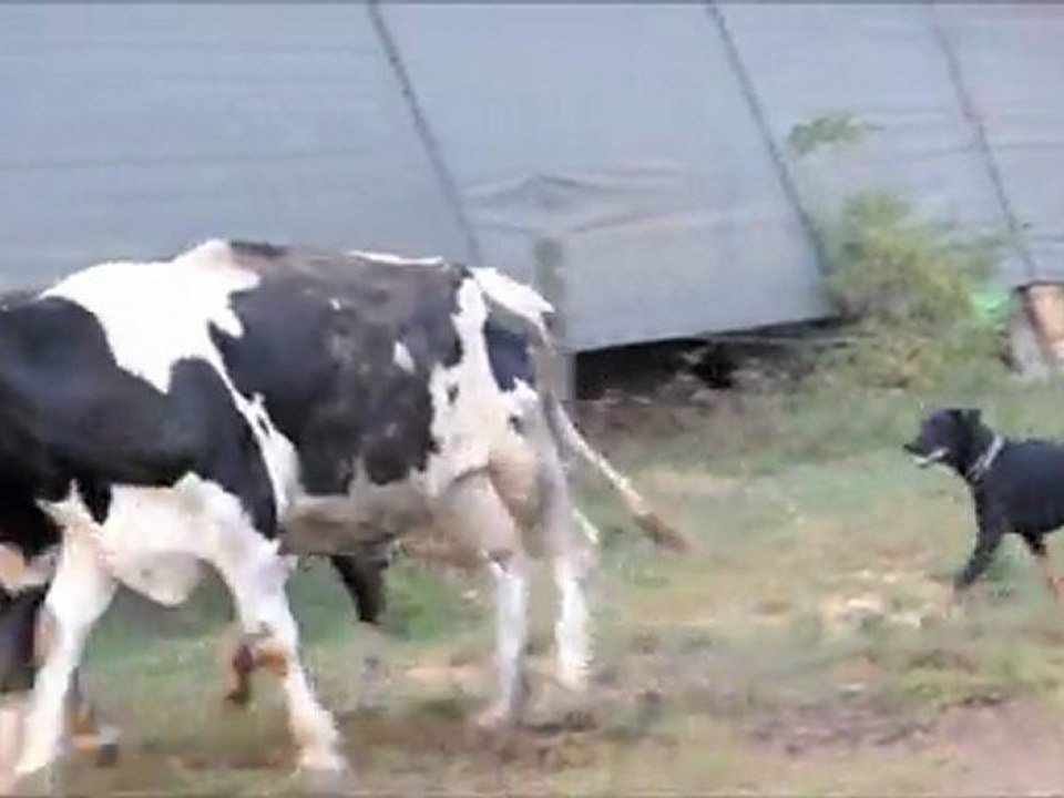 Elan sur vache 04.10.2011