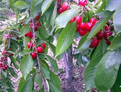 ÇORUM EŞENÇAY KÖYÜ