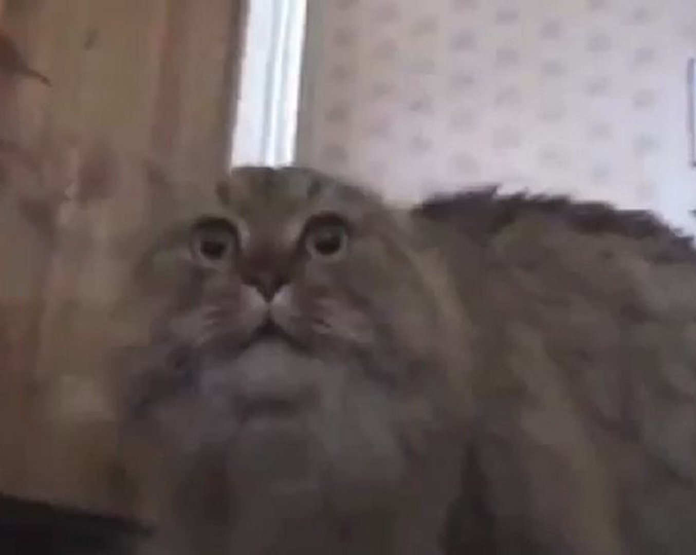 Nonono Limit Cat 2unlimited No Limit Remix Video Dailymotion