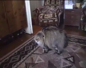 NONONONO Cat (Original)