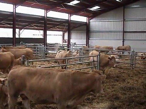 batiment-bovins-viande