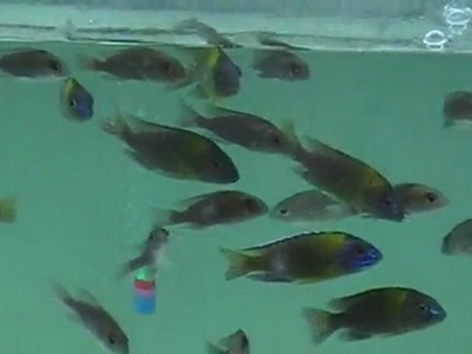 F0 Aulonocara Blue Neon  www.deepseapetcenter.com