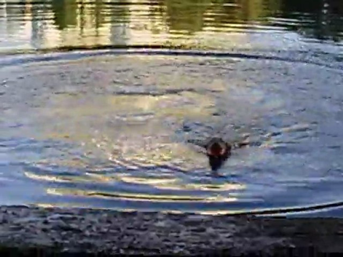 ⁣Ныряющие питы часть2 /Diving Pitt Bull рart 2/