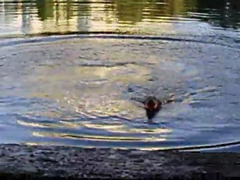 Ныряющие питы часть2 /Diving Pitt Bull рart 2/