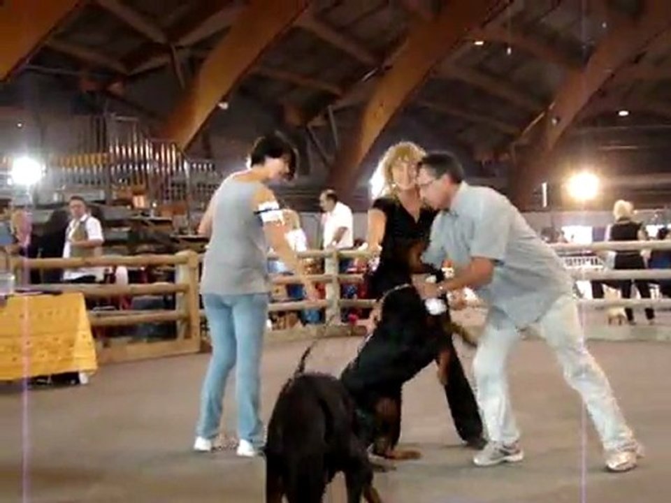 B'ATHOS DE FASSANO CACIB EXPO AVIGNON 02/10/2011