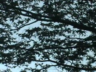 écureuil voltigeur en forêt de Mormal à Locquignol