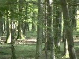 harde de biches à Locquignol en forêt de mormal