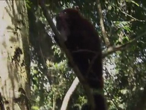 Самый большой водопад в мире Национальный парк Игуасу