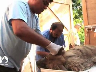 La Fondation vient en aide au zoo de Tripoli