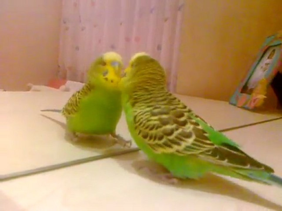 konuşan muhabbet kuşu