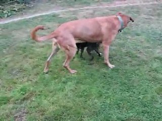 Popsy et Doggy 2