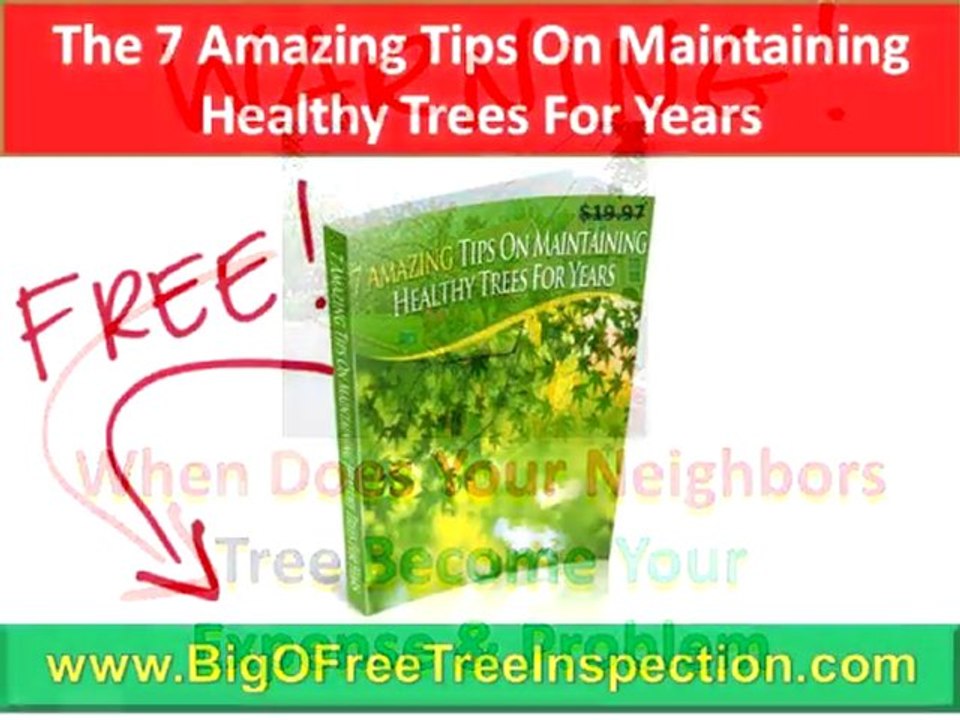 Charlottesville Stump Grinding|FREE Tree Hazard Inspection