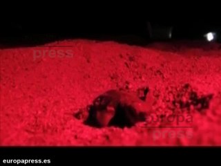 Descubren nido de tortuga boba en Barcelona