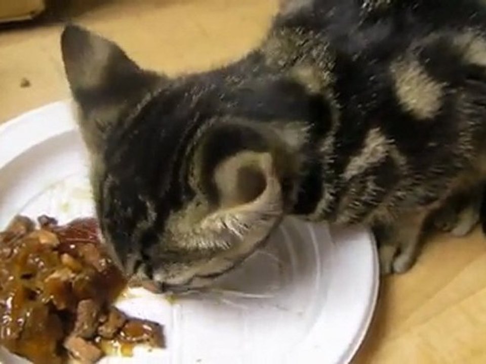 Chaton et chat ont faim ...