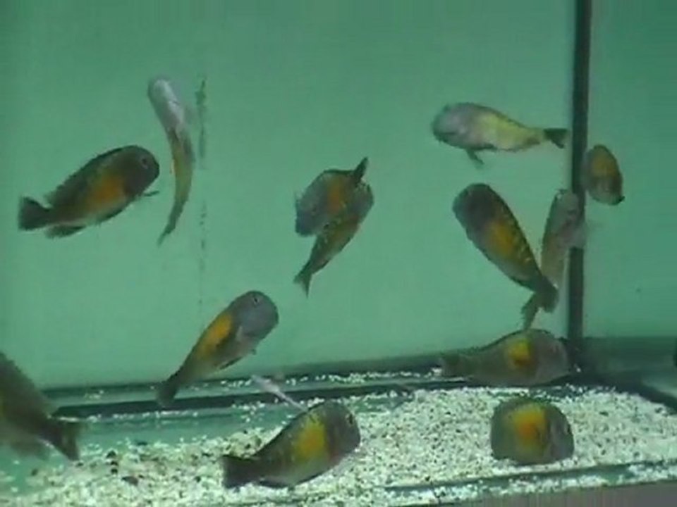 F0 TROPHEUS KASAKALAWE   www.deepseapetcenter.com