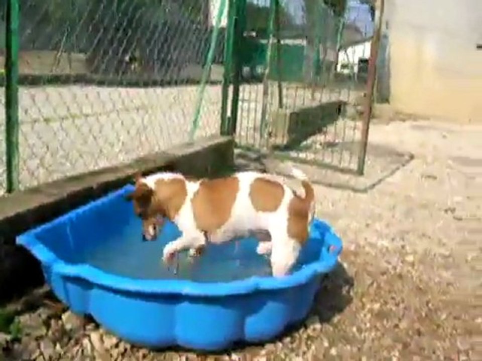 Uno s'éclate dans une piscine du refuge (juin 2010)