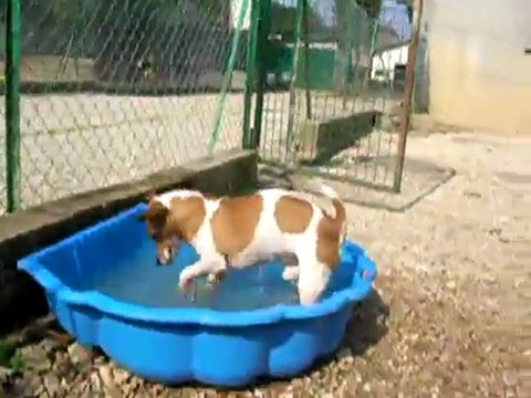 Uno s'éclate dans une piscine du refuge (juin 2010)