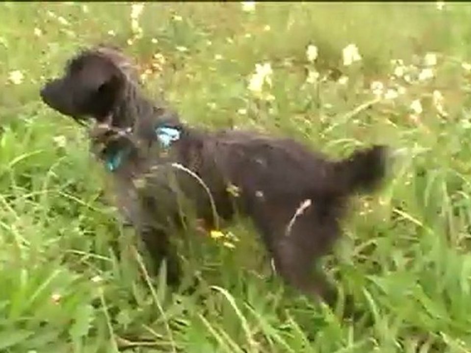 Jeux de chiens: Jumpy & Floyd