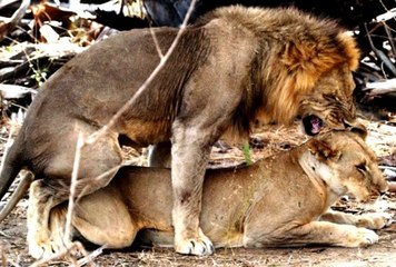 NG | Hayvanların Cinsel Yaşamı: Eş Değiştirenler