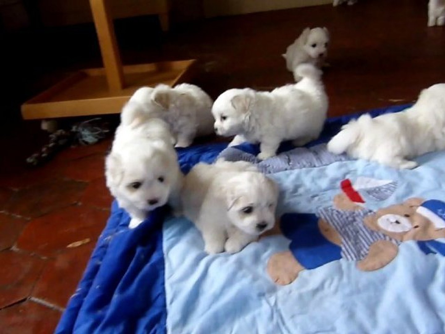 Chiots Coton De Tulear De 1 Mois 5 Oct 11 Video Dailymotion